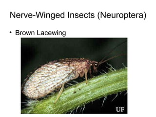 Nerve-Winged Insects (Neuroptera)
• Brown Lacewing
 