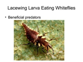 Lacewing Larva Eating Whiteflies
• Beneficial predators
 