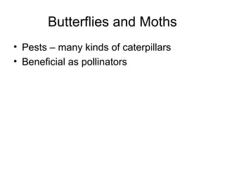 Butterflies and Moths
• Pests – many kinds of caterpillars
• Beneficial as pollinators
 