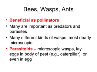 Bees, Wasps, Ants
• Beneficial as pollinators
• Many are important as predators and
parasites
• Many different kinds of wasps, most nearly
microscopic
• Parasitoids – microscopic wasps, lay
eggs in body of pest (e.g., caterpillar), or
even in egg
 