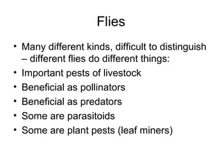 Flies
• Many different kinds, difficult to distinguish
– different flies do different things:
• Important pests of livestock
• Beneficial as pollinators
• Beneficial as predators
• Some are parasitoids
• Some are plant pests (leaf miners)
 