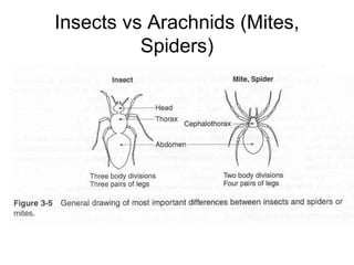 Insects vs Arachnids (Mites,
Spiders)
 