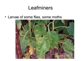 Leafminers
• Larvae of some flies, some moths
 