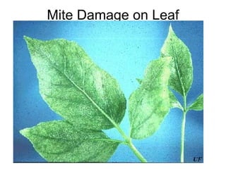 Mite Damage on Leaf
 