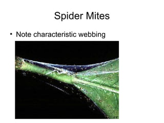 Spider Mites
• Note characteristic webbing
 