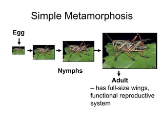 Simple Metamorphosis
Egg
Nymphs
Adult
– has full-size wings,
functional reproductive
system
 