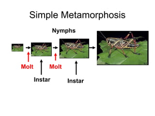 Simple Metamorphosis
Nymphs
InstarInstar
Molt Molt
 
