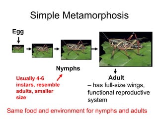 Simple Metamorphosis
Egg
Nymphs
Adult
– has full-size wings,
functional reproductive
system
Usually 4-6
instars, resemble
adults, smaller
size
Same food and environment for nymphs and adults
 