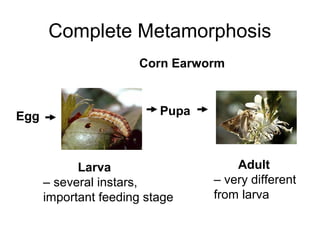 Complete Metamorphosis
Egg Pupa
Larva
– several instars,
important feeding stage
Adult
– very different
from larva
Corn Earworm
 
