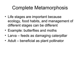 Complete Metamorphosis
• Life stages are important because
ecology, food habits, and management of
different stages can be different
• Example: butterflies and moths
• Larva – feeds as damaging caterpillar
• Adult – beneficial as plant pollinator
 
