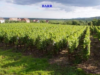 BARR 