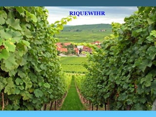RIQUEWIHR
