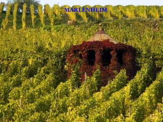 MARLENHEIM
