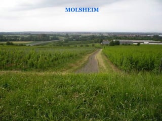 MOLSHEIM
