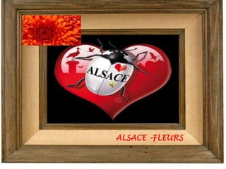 ALSACE -FLEURS
 