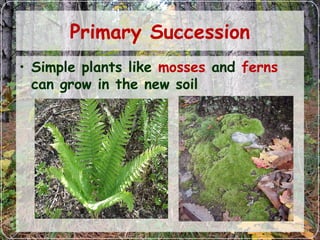 Primary Succession
• Simple plants like mosses and ferns
can grow in the new soil
 