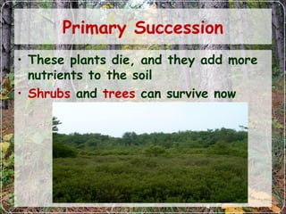 Primary Succession
• These plants die, and they add more
nutrients to the soil
• Shrubs and trees can survive now
 