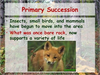 Primary Succession
• Insects, small birds, and mammals
have begun to move into the area
• What was once bare rock, now
supports a variety of life
 
