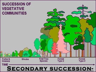 Secondary succession-
 