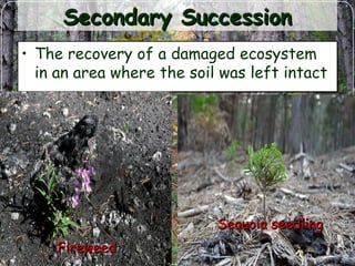 Secondary SuccessionSecondary Succession
• The recovery of a damaged ecosystem
in an area where the soil was left intact
• The recovery of a damaged ecosystem
in an area where the soil was left intact
FireweedFireweed
Sequoia seedlingSequoia seedling
 