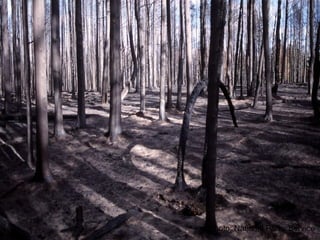 1988 fires – The immediate aftermath.Photo: National Parks Service
 