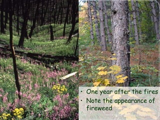 • One year after the fires
• Note the appearance of
fireweed
 