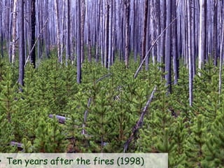 • Ten years after the fires (1998)
 