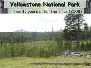 Yellowstone National ParkYellowstone National Park
• Twenty years after the fires (2008)
 
