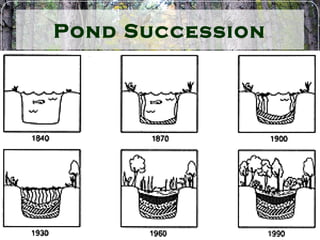 Pond Succession
 