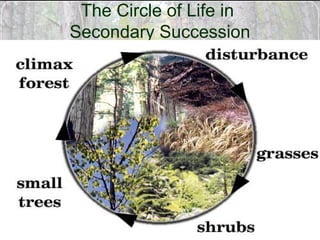 6/5/03 M-DCC / PCB 2340C 45
The Circle of Life in
Secondary Succession
 