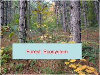 Forest Ecosystem
 