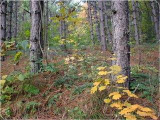 ecological succession