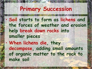 Primary Succession
• Soil starts to form as lichens and
the forces of weather and erosion
help break down rocks into
smaller pieces
• When lichens die, they
decompose, adding small amounts
of organic matter to the rock to
make soil
 