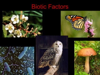 ECOSYSTEM | PPT