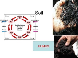 ECOSYSTEM | PPT