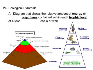 IV. Ecological Pyramids
A. Diagram that shows the relative amount of energy or
organisms contained within each trophic level
of a food chain or web
 
