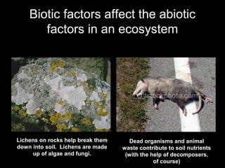 Biotic factors affect the abiotic
factors in an ecosystem
Lichens on rocks help break them
down into soil. Lichens are made
up of algae and fungi.
Dead organisms and animal
waste contribute to soil nutrients
(with the help of decomposers,
of course)
 