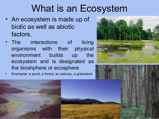 ecosystem