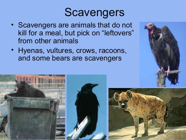 ECOSYSTEM
