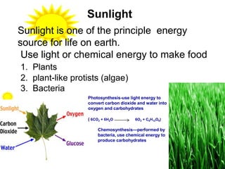 Sunlight
Sunlight is one of the principle energy
source for life on earth.
Use light or chemical energy to make food
1. Plants
2. plant-like protists (algae)
3. Bacteria
Photosynthesis-use light energy to
convert carbon dioxide and water into
oxygen and carbohydrates
( 6CO2 + 6H2O 6O2 + C6H12O6)
Chemosynthesis—performed by
bacteria, use chemical energy to
produce carbohydrates
 