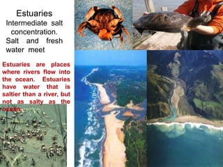 Estuaries
Intermediate salt
concentration.
Salt and fresh
water meet
Estuaries are places
where rivers flow into
the ocean. Estuaries
have water that is
saltier than a river, but
not as salty as the
ocean.
 