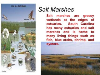 Salt Marshes
Salt marshes are grassy
wetlands at the edges of
estuaries. South Carolina
has many estuaries and salt
marshes and is home to
many living things such as
fish, blue crabs, shrimp, and
oysters.
 