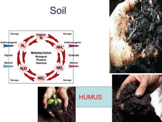 Soil
HUMUS
 