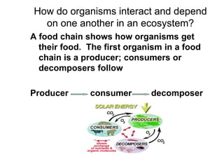 How do organisms interact and depend
on one another in an ecosystem?
A food chain shows how organisms get
their food. The first organism in a food
chain is a producer; consumers or
decomposers follow
Producer consumer decomposer
 