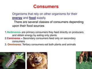 Consumers
Organisms that rely on other organisms for their
energy and food supply.
There are several classes of consumers depending
upon their food sources
1.Herbivores- are primary consumers they feed directly on producers
and obtain energy by eating only plants
2.Carnivores – Secondary consumers feed only on secondary
consumers
3. Omnivores: Tertiary consumers eat both plants and animals
 