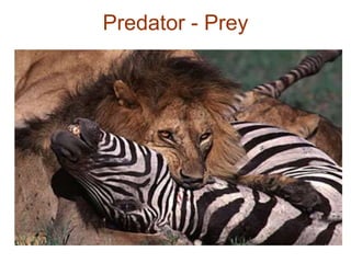 Predator - Prey
• Lions and zebras, for example
• One hunts and kills, the other gets killed and eaten
 