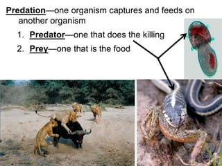 Predation—one organism captures and feeds on
another organism
1. Predator—one that does the killing
2. Prey—one that is the food
 