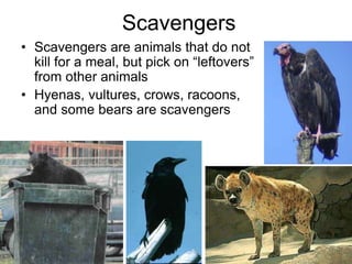 Scavengers
• Scavengers are animals that do not
kill for a meal, but pick on “leftovers”
from other animals
• Hyenas, vultures, crows, racoons,
and some bears are scavengers
 