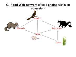 C. Food Web-network of food chains within an
ecosystem
Hawks
Weasels Raccoons
Mice
Grass
 