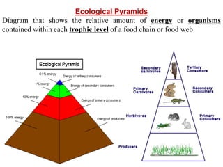 Ecological Pyramids
Diagram that shows the relative amount of energy or organisms
contained within each trophic level of a food chain or food web
 